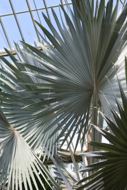Güzel açık yeşil palmiye yaprakları. Palmiye yapraklarının dikey fotoğrafçılığı.