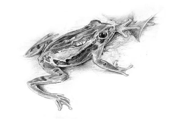 Żaba szkic ołówkiem — Zdjęcie stockowe