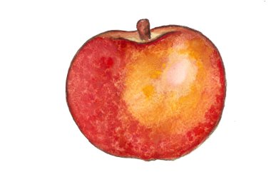 Suluboya çizimi Kırmızı elma   