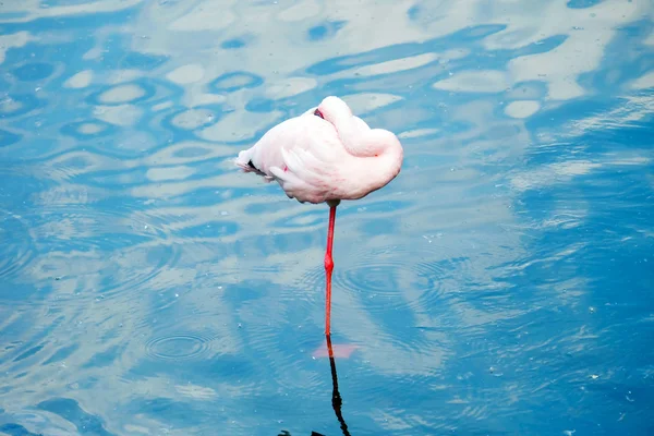 Su uyku pembe flamingo