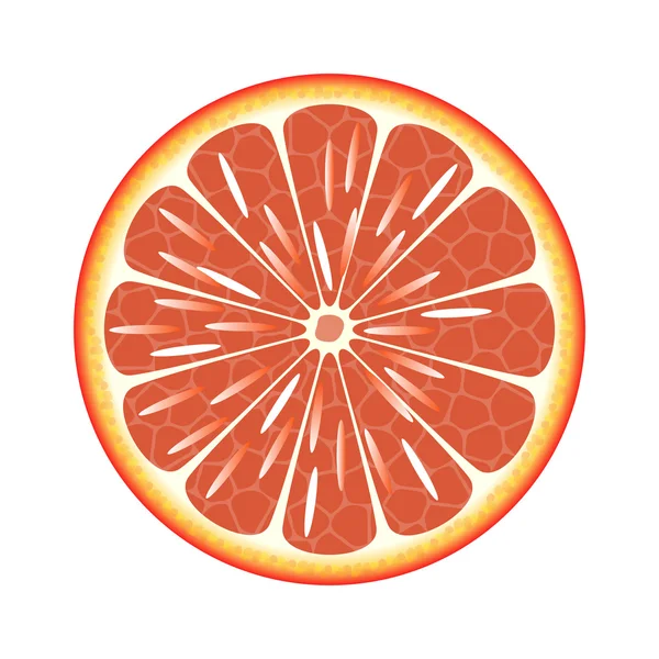 Grapefruit in einem Schnitt auf weißem Hintergrund — Stockvektor