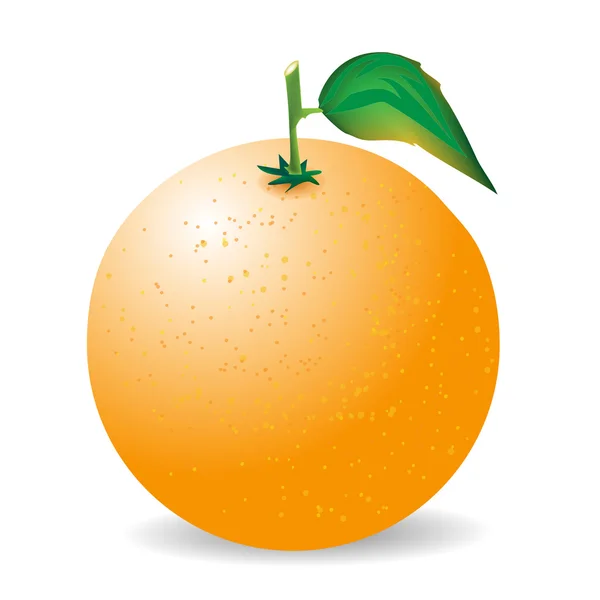Naranja sobre fondo blanco — Vector de stock