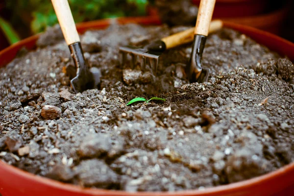 Germe dans le sol seul, autour des accessoires de jardin . — Photo