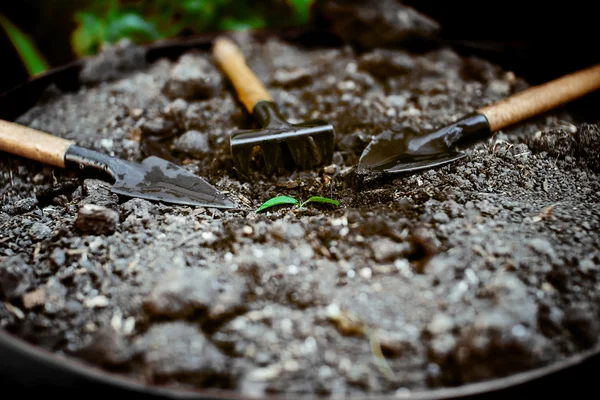 Un semis dans le sol, versé autour des accessoires de jardin . — Photo