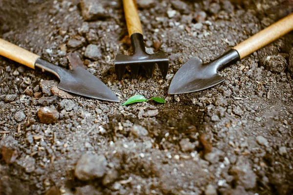 Germe dans le sol seul, autour des accessoires de jardin . — Photo