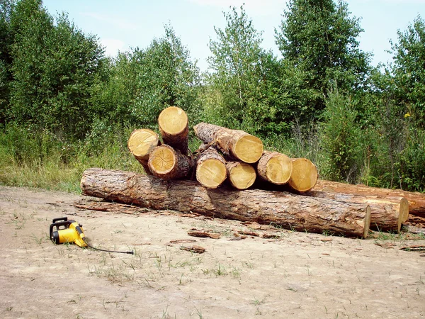 Logs no chão . — Fotografia de Stock