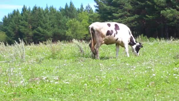 Koe zitten op het gras — Stockvideo