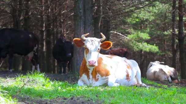 Коровы сидят на траве — стоковое видео