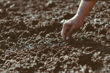 Tohumları toprağa eker, tohum yatağa indirilir.