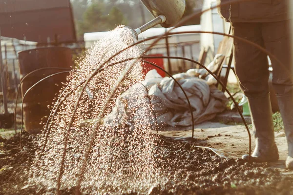 Jardineiro Molha Camas Uma Lata Molhando Sua Parcela País — Fotografia de Stock