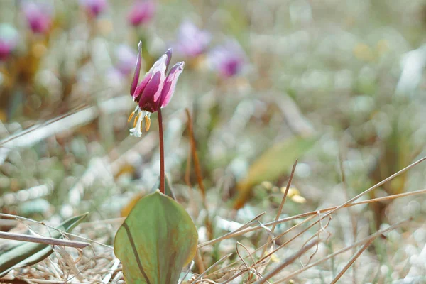 Les premières fleurs fleurissent au printemps — Photo