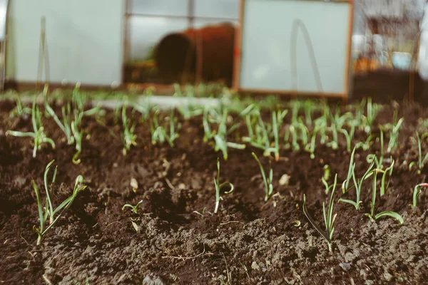 Herbe verte dans le jardin. — Photo