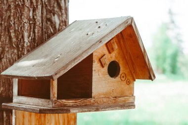 Ormandaki bir ağaçta ahşap kuş evi ve park