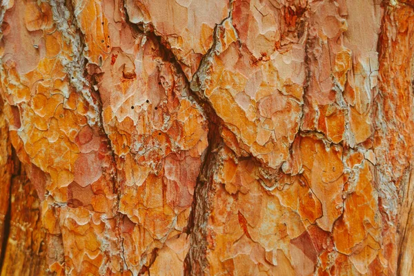 Textura Kůry Stromů Jehličnanů — Stock fotografie