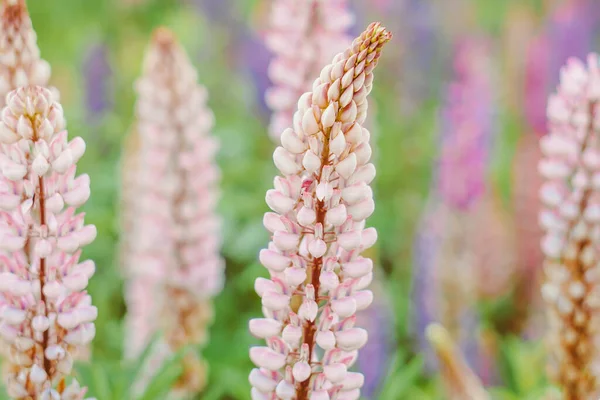 Junges Maisfeld Einem Frühlingsmorgen Sehr Flache Schärfentiefe — Stockfoto