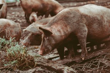 Çiftlikte üç sevimli domuz yavrusu