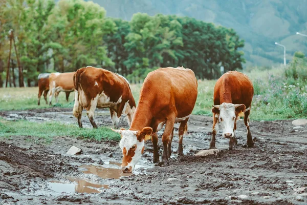 Vaches Marchent Sur Sol Boueux Parmi Les Flaques — Photo