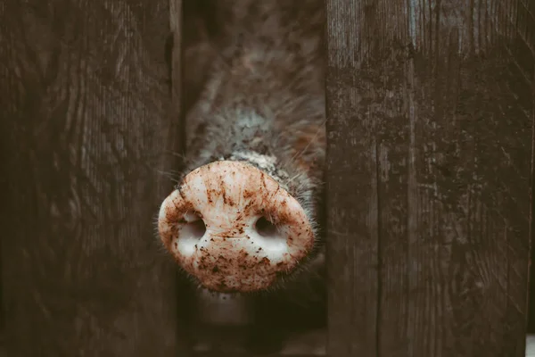 木製の柵から突き出た汚れた小豚は — ストック写真