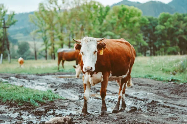 Коровы Ходят Грязному Полу Среди Луж — стоковое фото