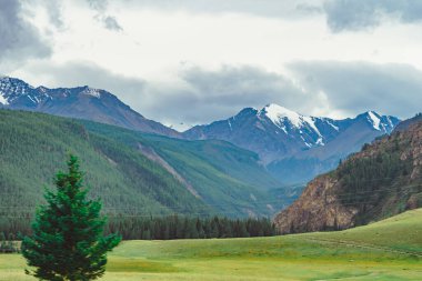 Ormanın arka planında dağların manzarası