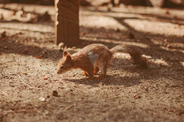 松鼠在森林里跑来跑去寻找坚果 — 图库照片