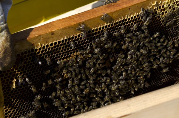 Abeja de miel en panal — Foto de Stock