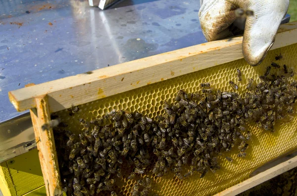 Abeja de miel en panal — Foto de Stock