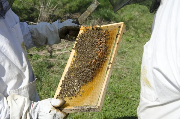 Honigbienen begutachten — Stockfoto