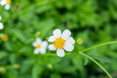 Yeşil bir tarlada, beyaz bir kır çiçeğinin üzerinde, havada süzülen iğnesiz bir arı (Kelulut)