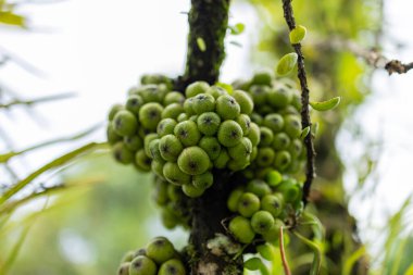 Doğrudan yosunlu bir tropikal ağacın gövdesinden çıkan olgunlaşmamış yabani incir kümesi.