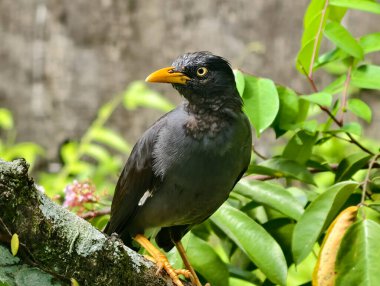 A close-up of a Myna bird perched on a branch, showing detailed feathers and a sharp yellow beak