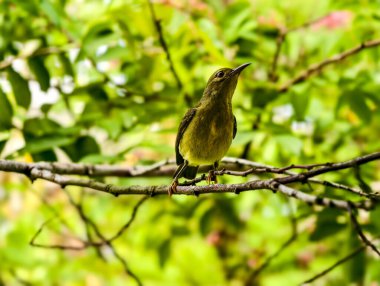 Ağaç dalına tünemiş bir güneş kuşu, yukarıya, yumuşak yeşil yaprakların arka planına bakıyor.
