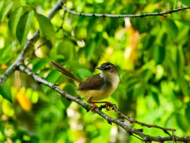 A small Plain Prinia bird perched on a tree branch with its tail cocked upward against a lush green bokeh background