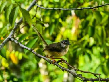 A small Plain Prinia bird perched on a tree branch with its tail cocked upward against a lush green bokeh background