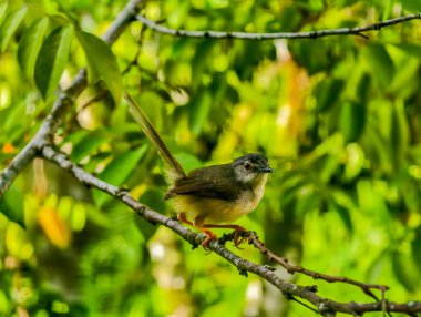 A small Plain Prinia bird perched on a tree branch with its tail cocked upward against a lush green bokeh background