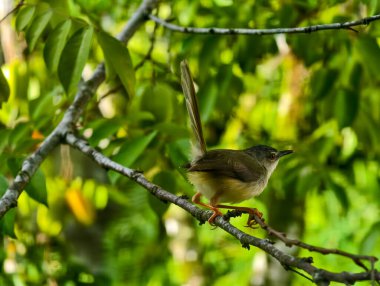 A small Plain Prinia bird perched on a tree branch with its tail cocked upward against a lush green bokeh background