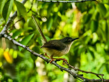 A small Plain Prinia bird perched on a tree branch with its tail cocked upward against a lush green bokeh background