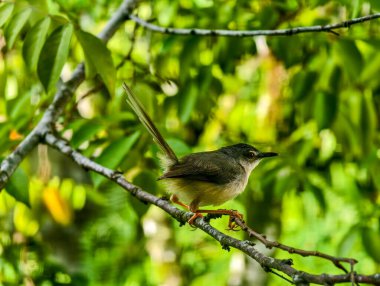 A small Plain Prinia bird perched on a tree branch with its tail cocked upward against a lush green bokeh background