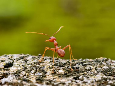 Turuncu Weaver Karıncalar 'ın (Oecophylla smaragdina) keskin bir makro fotoğrafı yumuşak yeşil arkaplan ile dokulu taş yüzeyde etkileşim halindedir.