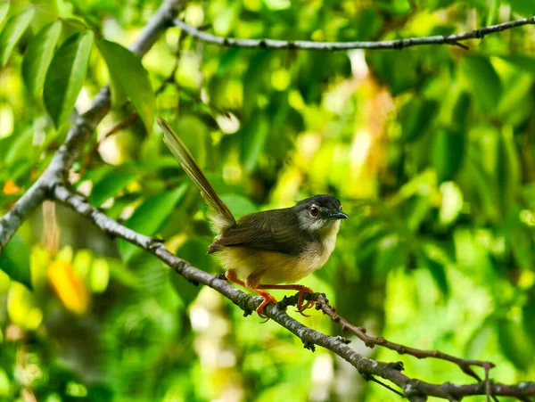 A small Plain Prinia bird perched on a tree branch with its tail cocked upward against a lush green bokeh background