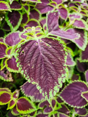 Yüksek açılı, parlak yeşil tırtıklı kenarı olan canlı mor bir Coleus yaprağının detaylı yakın çekimi.