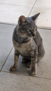 Evcil, gri, yeşil gözlü bir tekir kedi fayanslı bir verandada oturuyor, dikkatlice yan tarafa bakıyor.