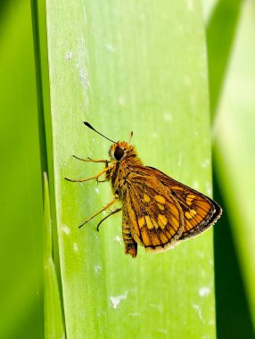 Parlak yeşil bir tropikal yaprağın üzerinde dinlenmiş turuncu bir kelebeğin makro görüntüsü.