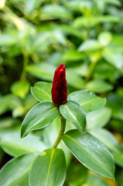 Canlı bir Kırmızı Düğme Ginger 'ın (Costus Woodsonii) yemyeşil bir tropikal bahçede açan çiçek tomurcuğunun yakın çekimi