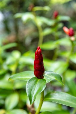 Canlı bir Kırmızı Düğme Ginger 'ın (Costus Woodsonii) yemyeşil bir tropikal bahçede açan çiçek tomurcuğunun yakın çekimi