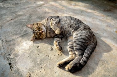 Güneşin altında beton zeminde sırtüstü yuvarlanan neşeli kahverengi bir tekir kedi..