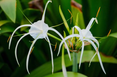 Bahçede açan beyaz Örümcek zambağı çiçeklerine (Hymenocallis) yakın plan.