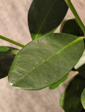 İnceleme için dokuları, damarları ve doğal botanik detaylarını gösteren parlak yeşil kauçuk yaprak yakın plan..