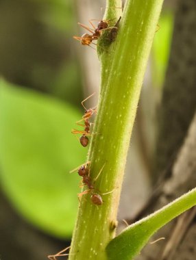 Üç Weaver Karınca Yeşil Şube 'ye tırmanıyor. Arka arkaya üç turuncu işçi karınca açık havada tüylü yeşil bir bitki sapına tırmanıyor..