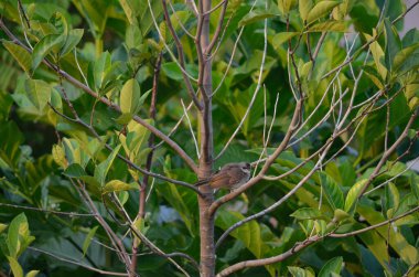 Sarı delikli Bulbul, Jackfruit Ağaç Dalına tünemişti. Belirgin bir armaya ve grimsi kahverengi tüylere sahip küçük bir ötücü kuş, altın saat boyunca tropikal bir meyve ağacının canlı yeşil yaprakları arasında dinlenir..